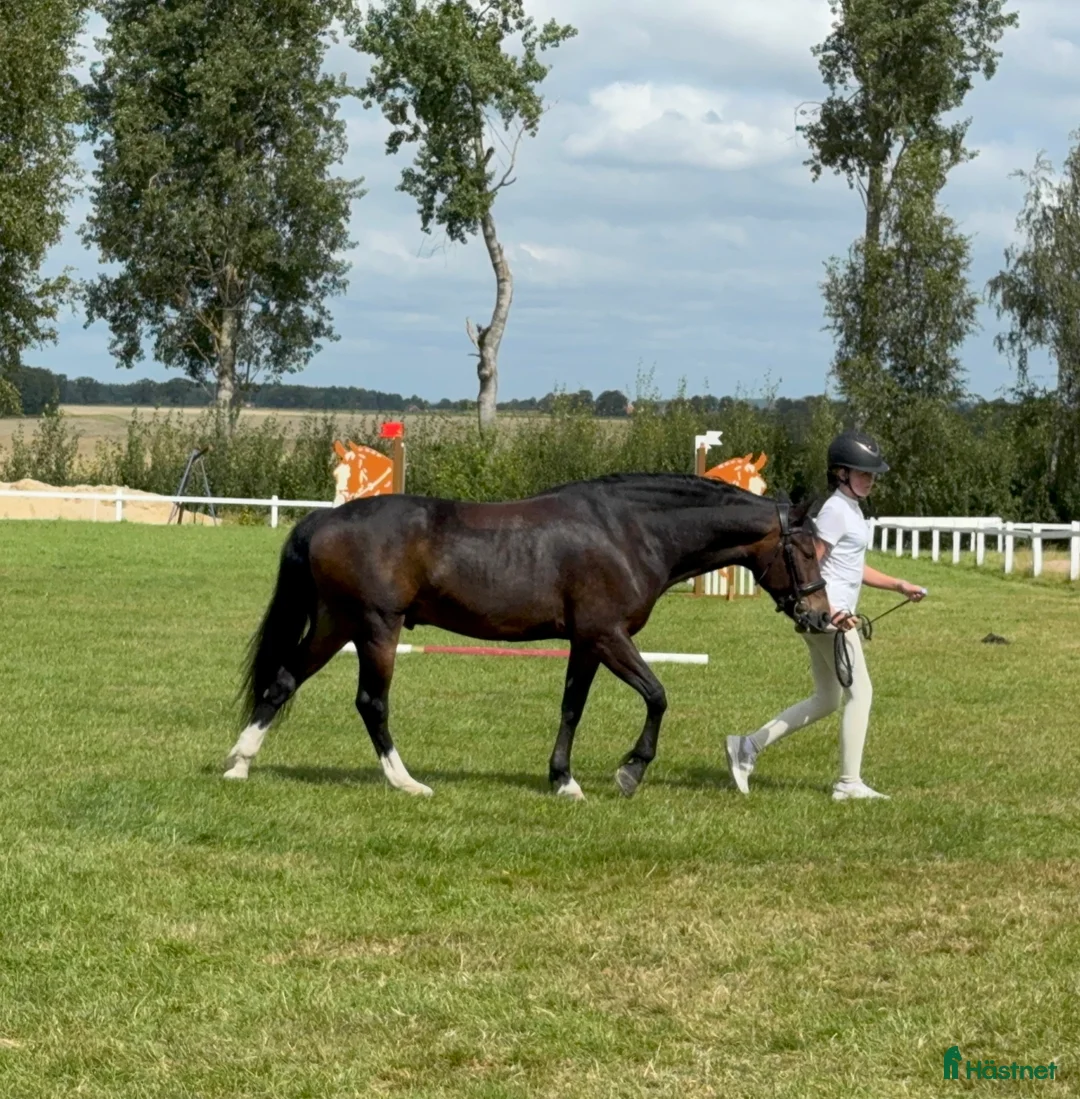 Allround hästar till salu: Charmig C-ponny söker sin nya familj i Hålta - Annons 2