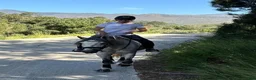 Allround hästar till salu: Promenadhäst  i Estepona - Annons 4