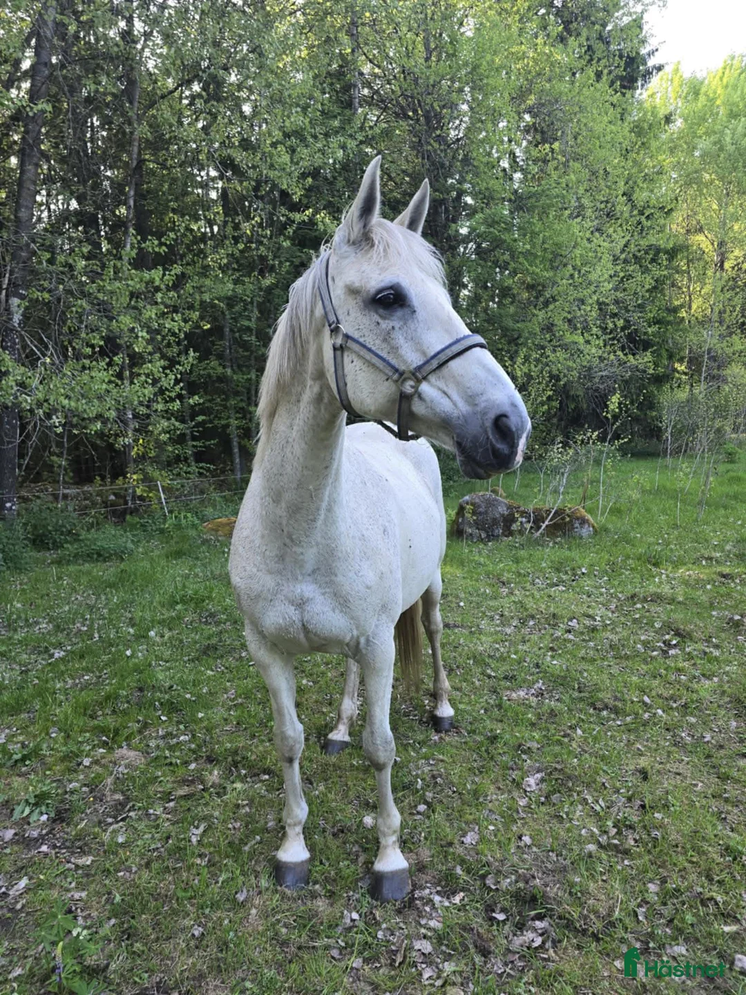 Övrigt hästar till salu: Underbart sto - Annons 1