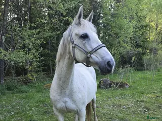 hästar Underbart sto - Annons 5