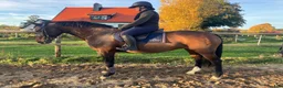 Allround hästar till salu: Trevlig läromästare i Hörby - Annons 1