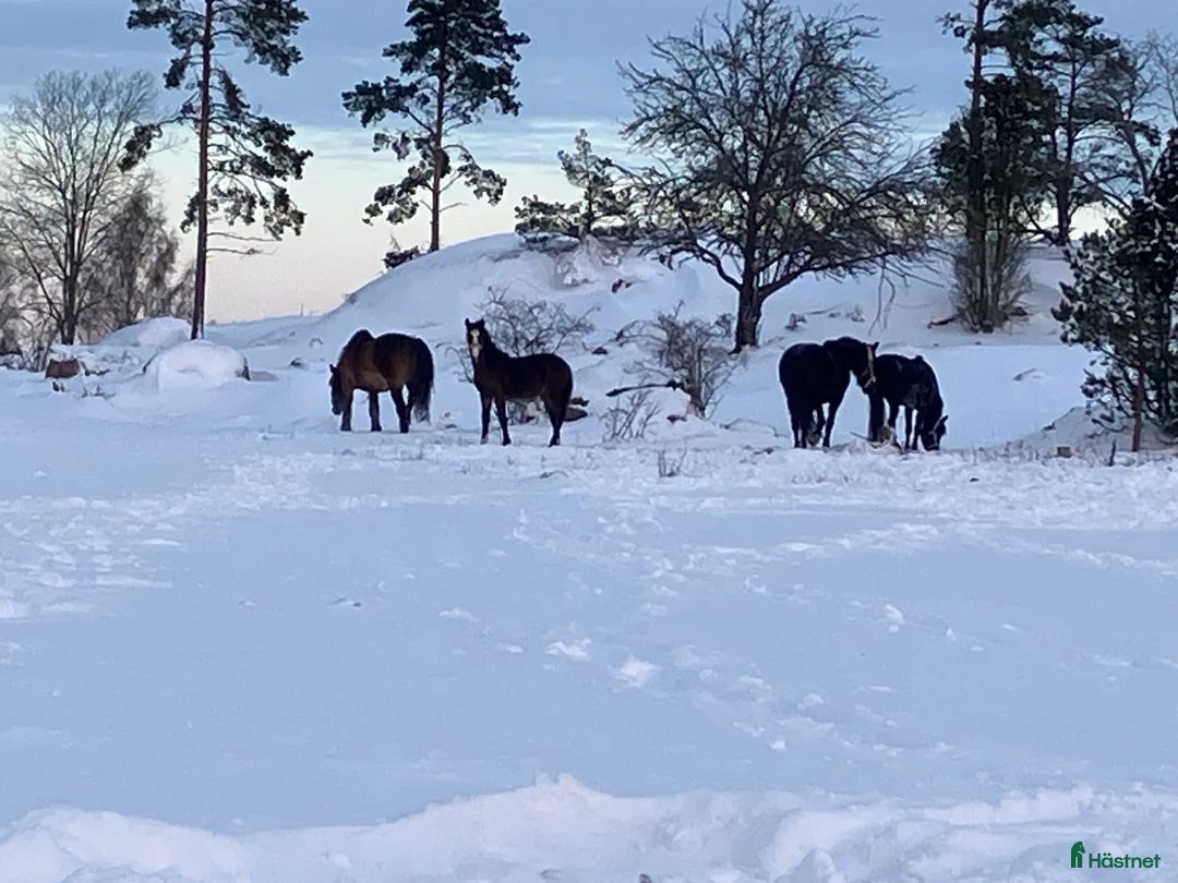 Trav hästar till salu: Fint Kallblodsto i Vikbolandet - Annons 6