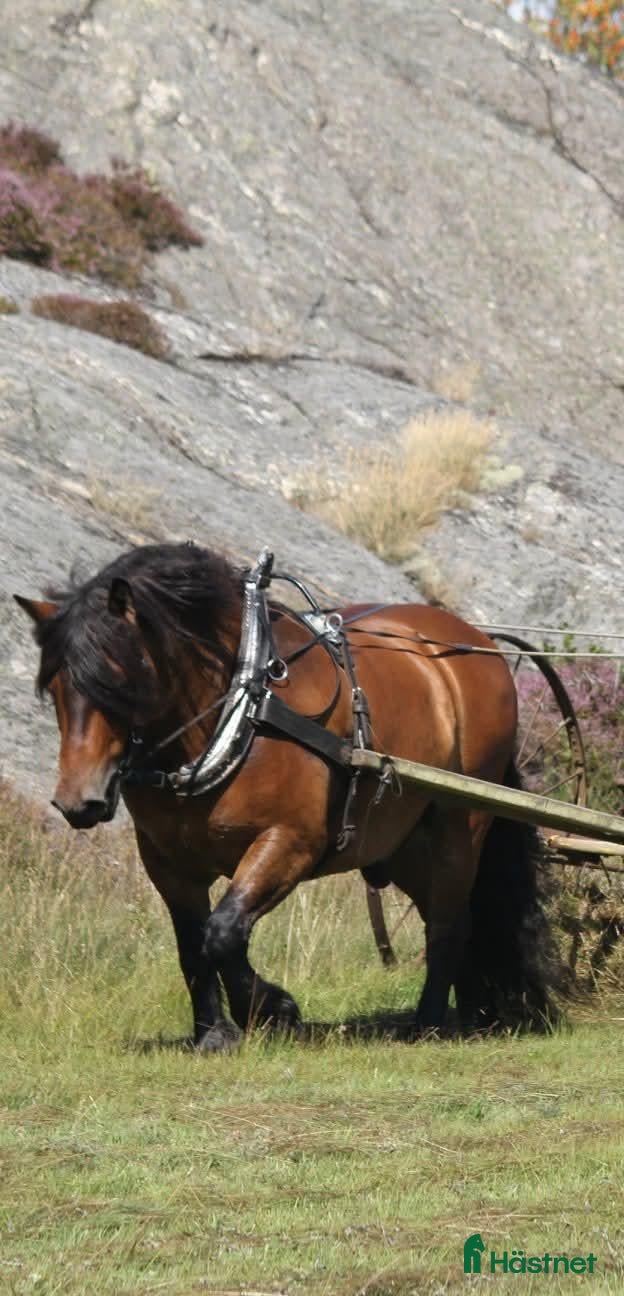 Körselar körning till salu: Loksele till stor nordsvensk/ mindre ardenner - Annons 4