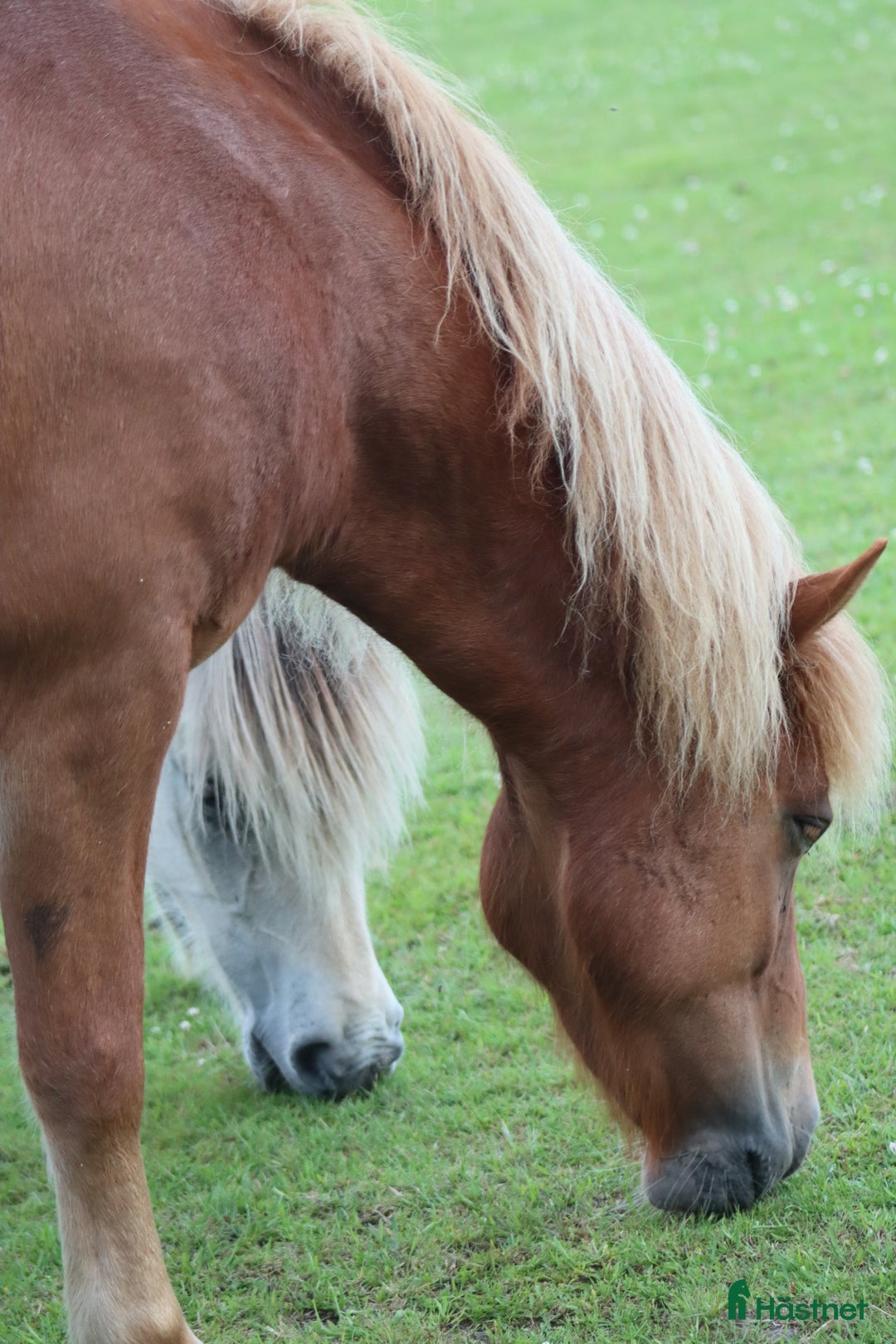 Island hästar till salu: Trevlig kompis i Fristad - Annons 3