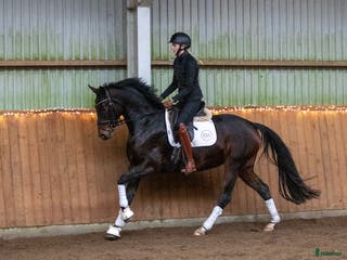 hästar Super smart velgående unghest i Sulsted - Annons 10