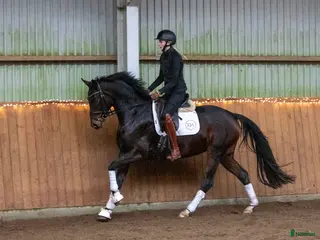 hästar Super smart velgående unghest i Sulsted - Annons 14