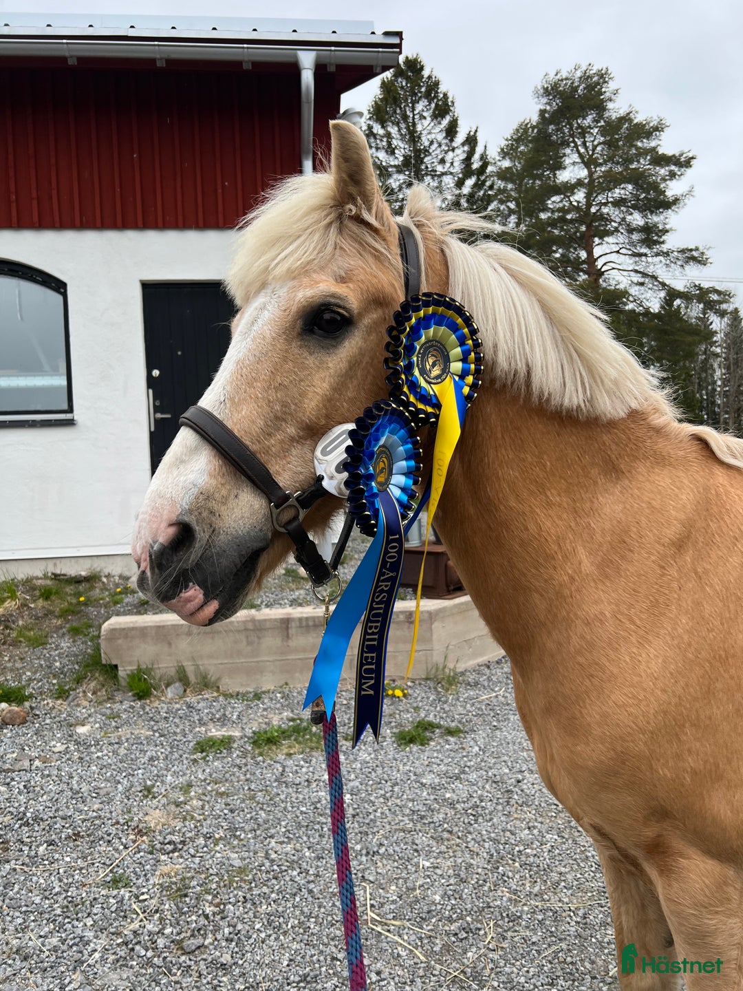Hoppning hästar till salu: Rosettplockare till salu i Umeå - Annons 2