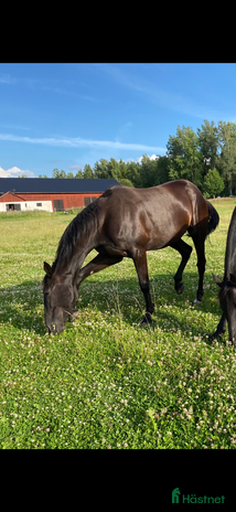 foderhäst i Odensbacken - Annons 13