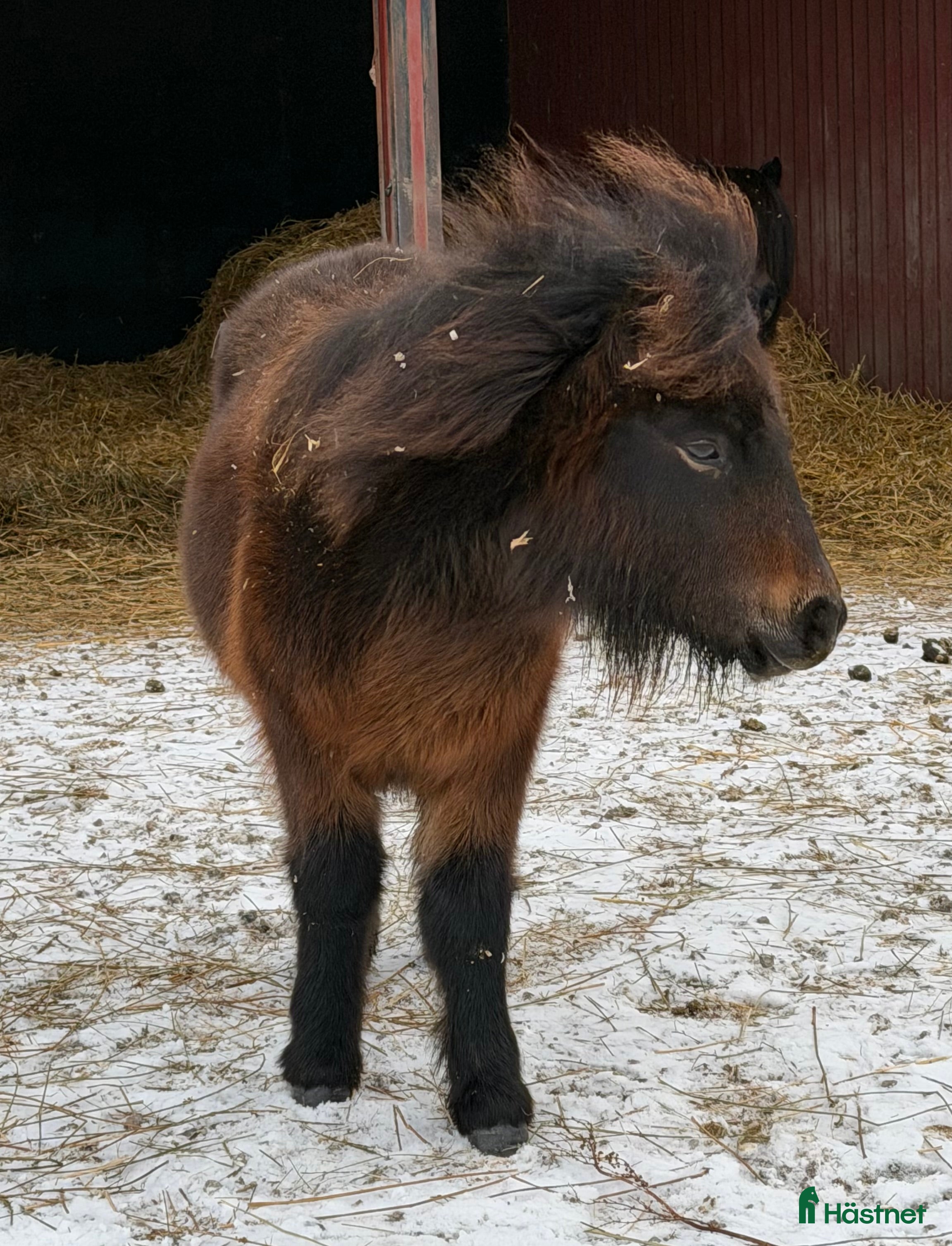  hästar Lovande bruksponny i Vollsjö - Annons 2