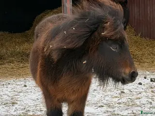 hästar Lovande bruksponny - Annons 14