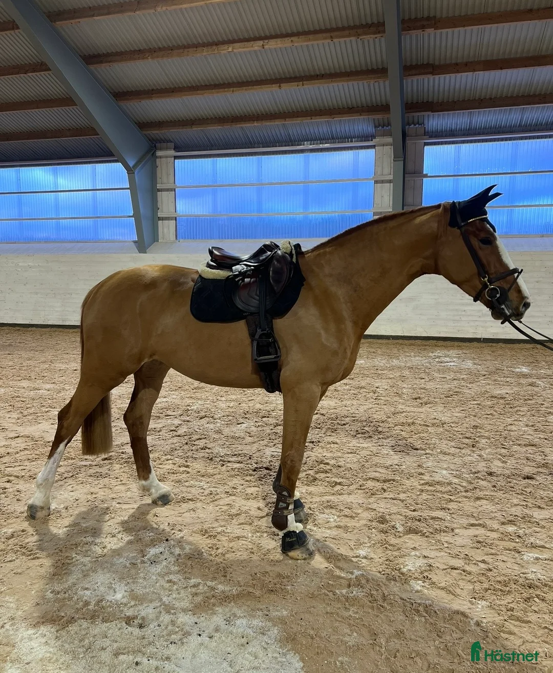 Hoppning hästar till salu: En guldtjej - Annons 2