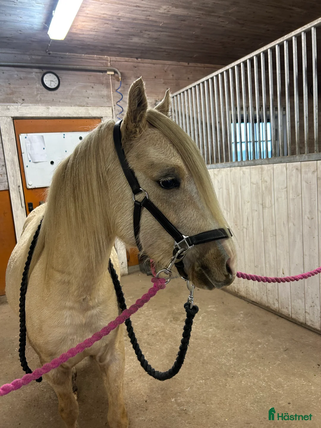 Allround hästar till salu: Söt ponny redo för framtiden i Broaryd - Annons 2