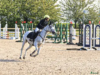 hästar Hoppglad & tävlingsrutinerad ponny i Hofterup - Annons 16