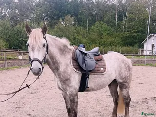 hästar Super cool ungponny 🌟 i Uddevalla - Annons 6