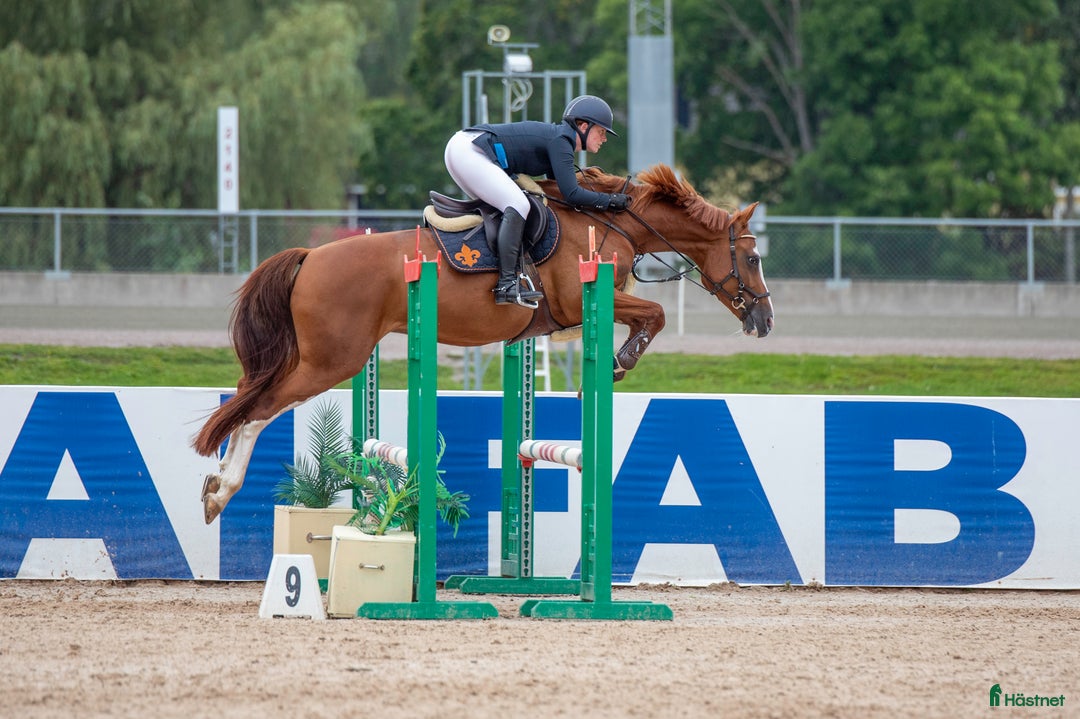 Allround hästar till salu: Välstammat sto med utstrålning  i Rimbo - Annons 2