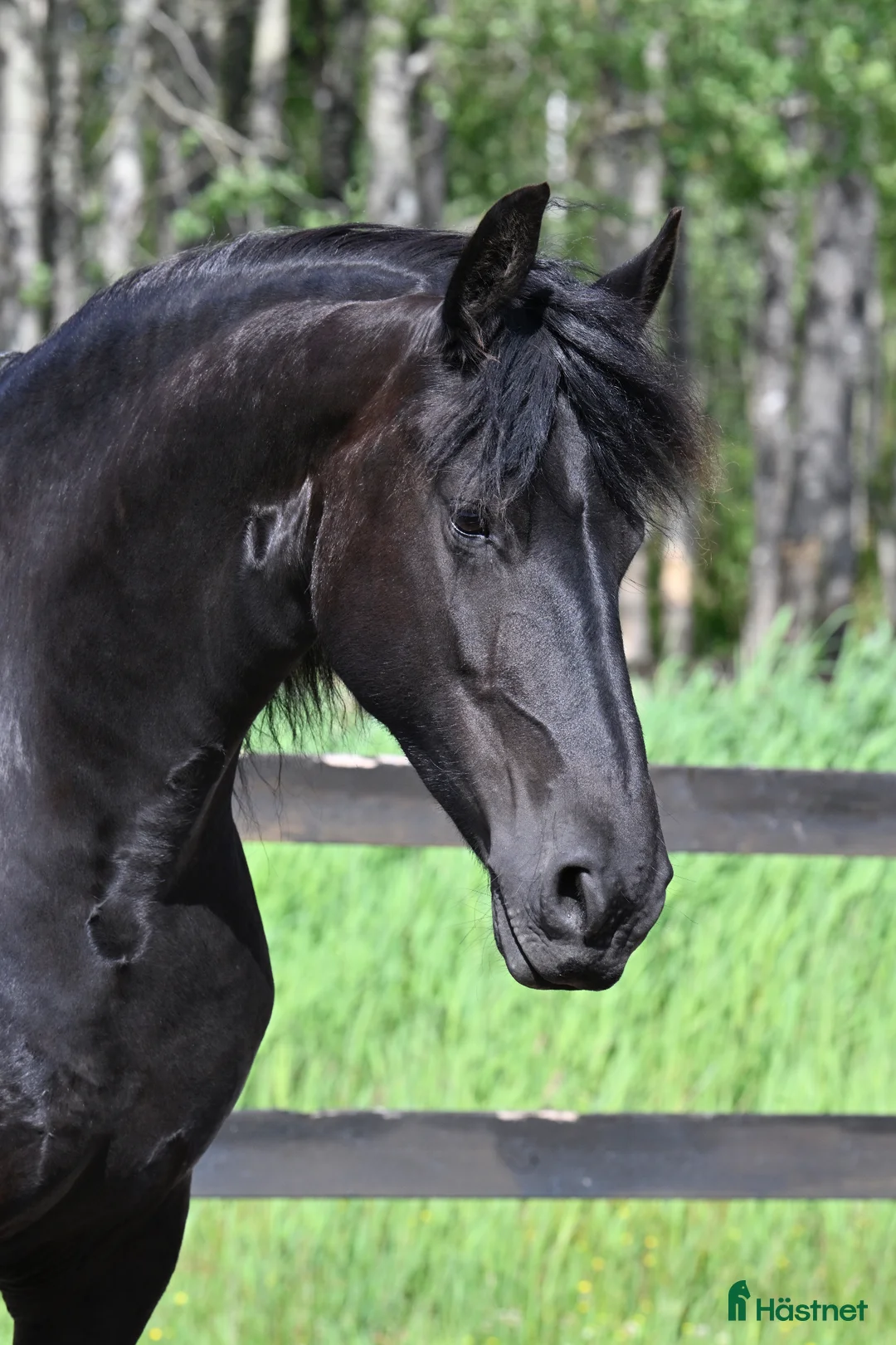 Allround hästar till salu: Underbart sto, projekt i Vallda - Annons 6