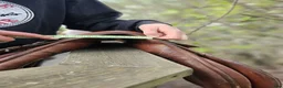 Sadlar hästutrustning till salu: Sadlar i olika skick  - Annons 4