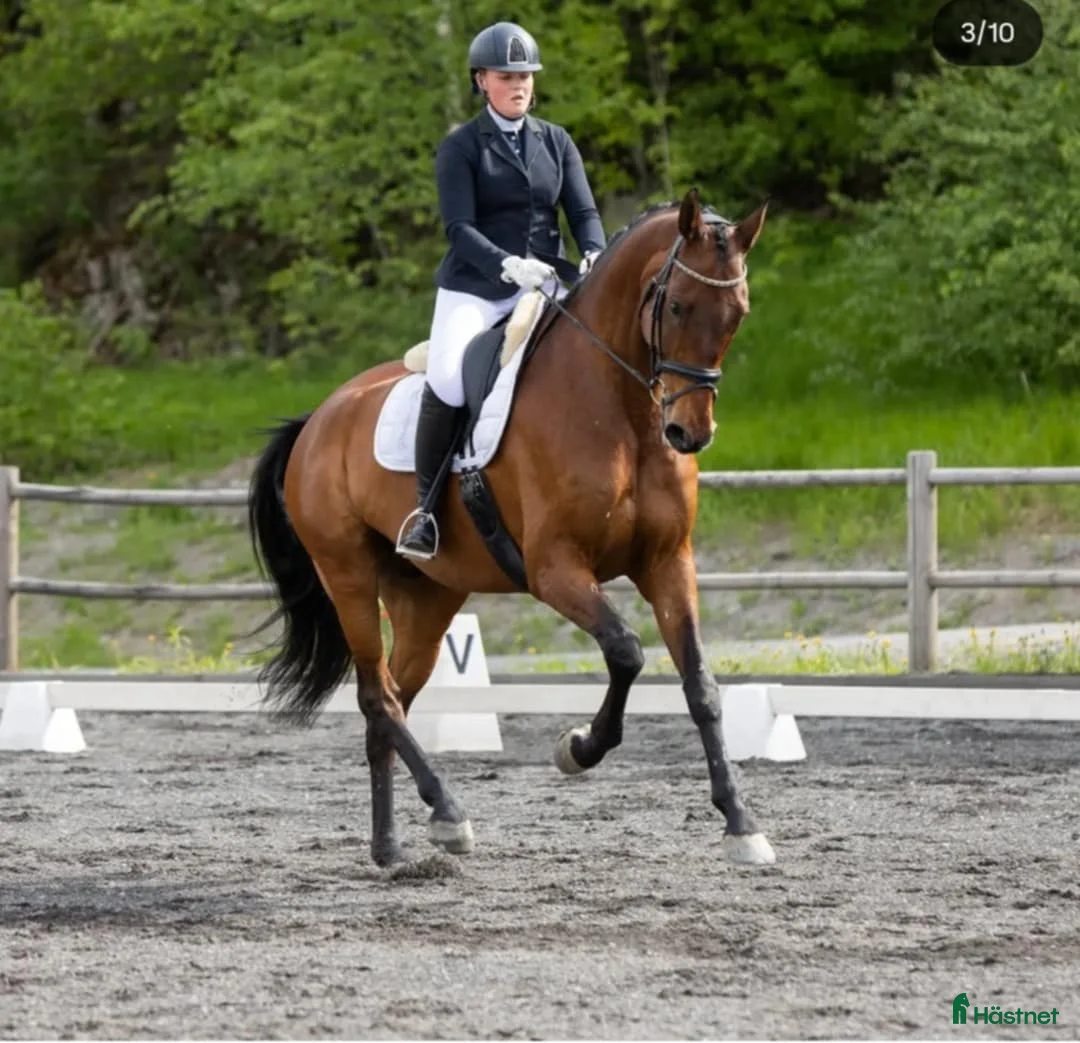 Dressyr hästar till salu: Høyreist dressurhest (Inter 1) i Halden - Annons 5