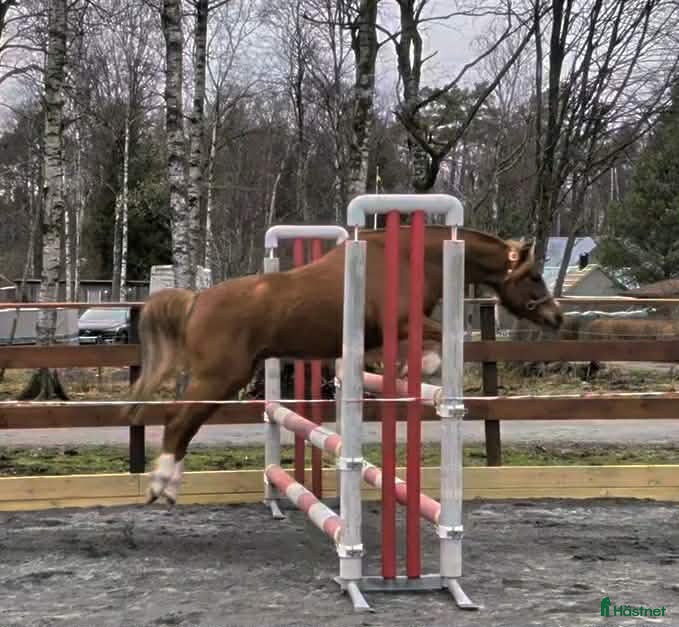  hästar Snygg Welsh partbred - Annons 2