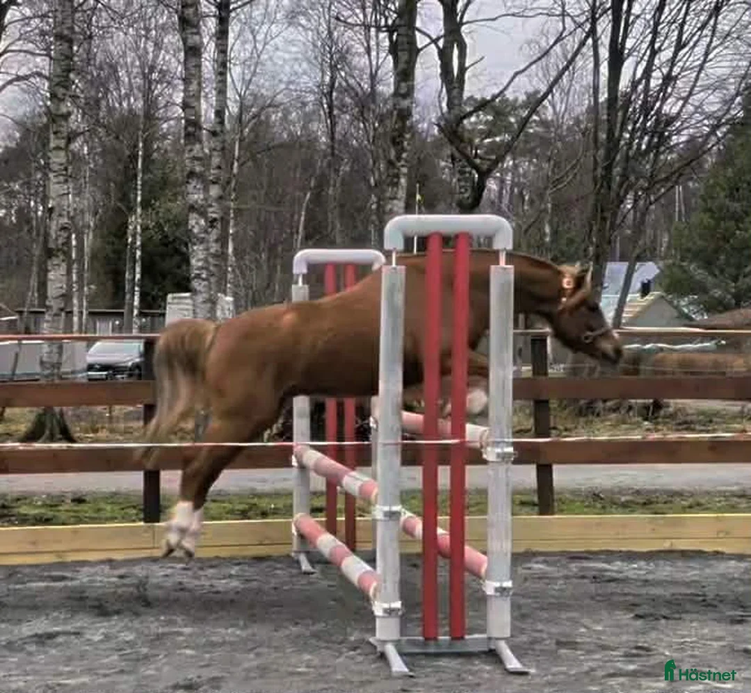 Allround hästar till salu: Snygg Welsh partbred - Annons 2