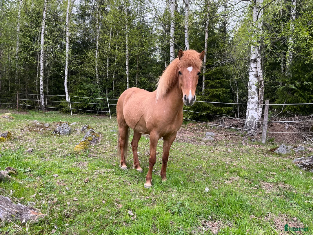 Island hästar till salu: Trevligt femgångssto - Annons 1