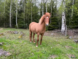 hästar Trevligt femgångssto - Annons 8