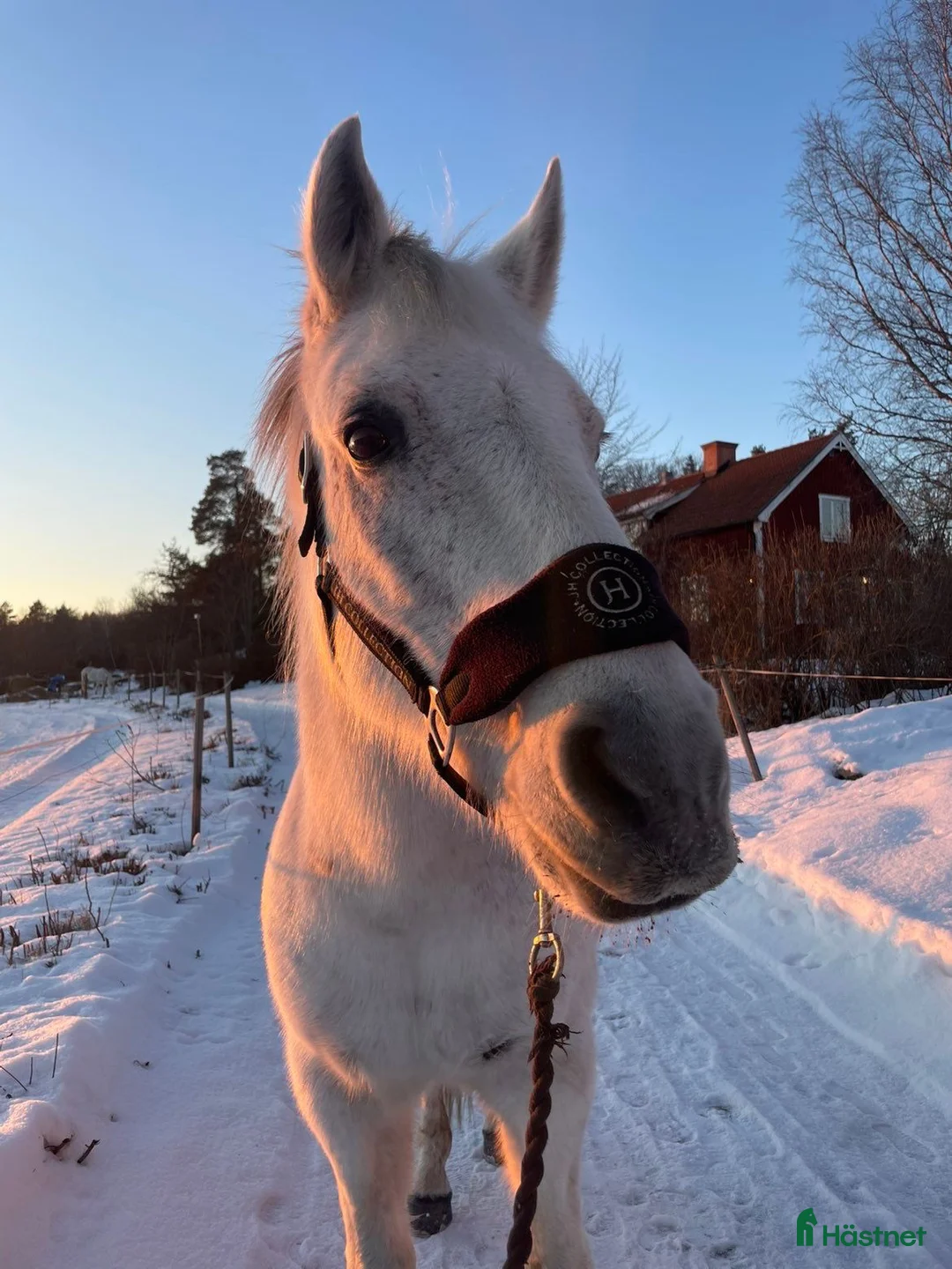 Allround hästar till salu: Vår fina läromästare söker nytt hem! i Knivsta - Annons 3