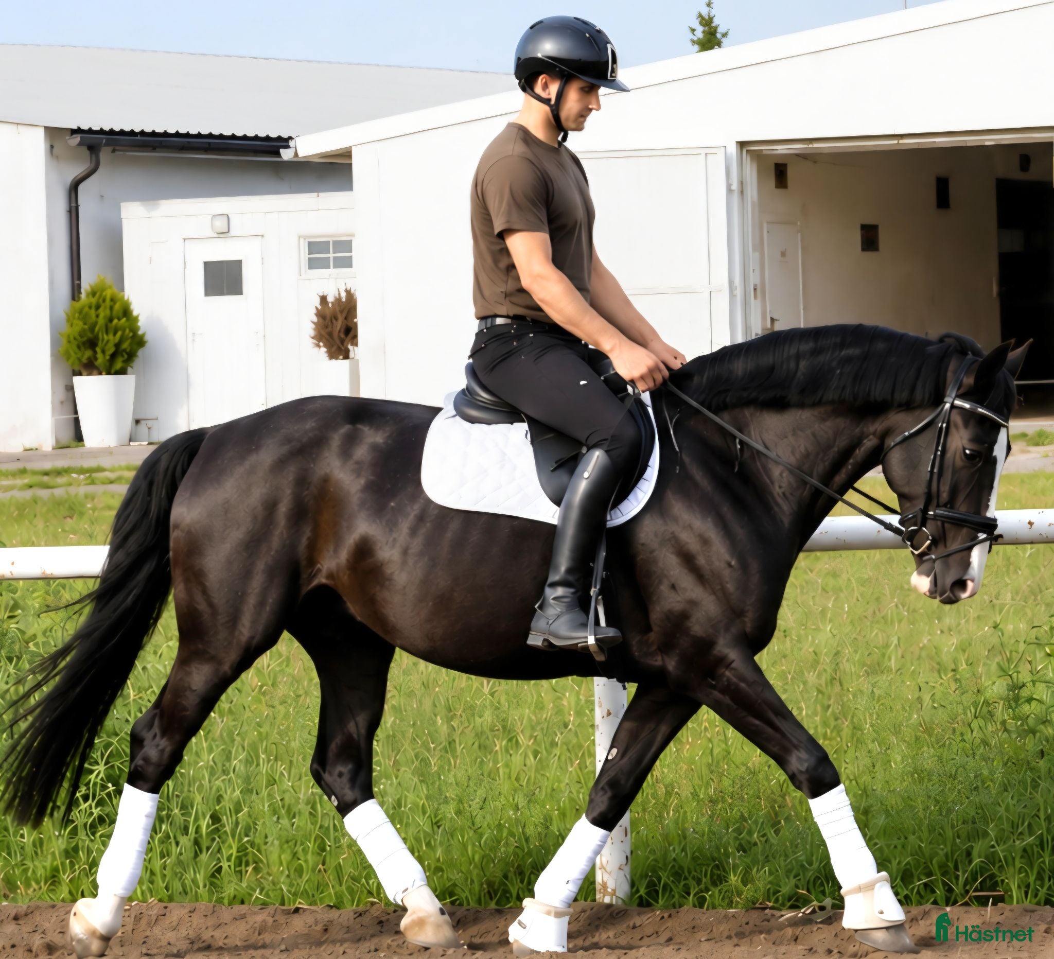  hästar Perfect 1/2 Silesian - 4 white socks & white head - Annons 2