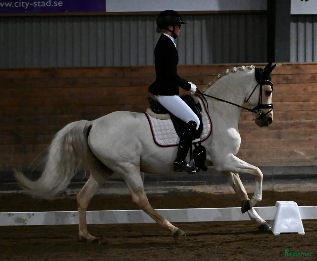 Dressyr hästar till salu: Fantastisk dressyrponny säljes! - Annons 2