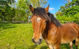 Körning hästar till salu: Mysig kille 1 årig hingst. i Moheda - Bild 5