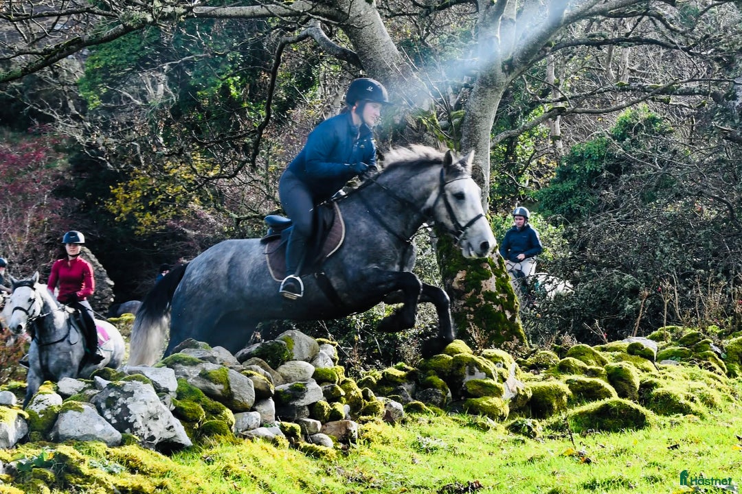 Allround hästar till salu: Allrounder ponies i Ljungby - Annons 13