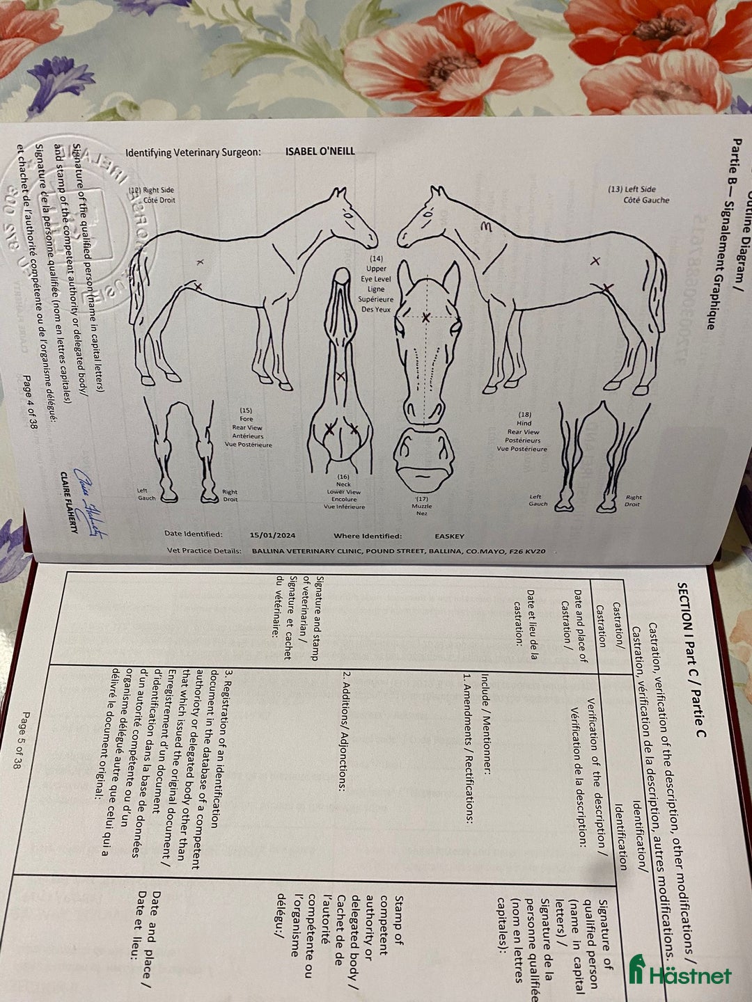 Allround hästar till salu: Världens snällaste kille  i Valbo - Annons 3
