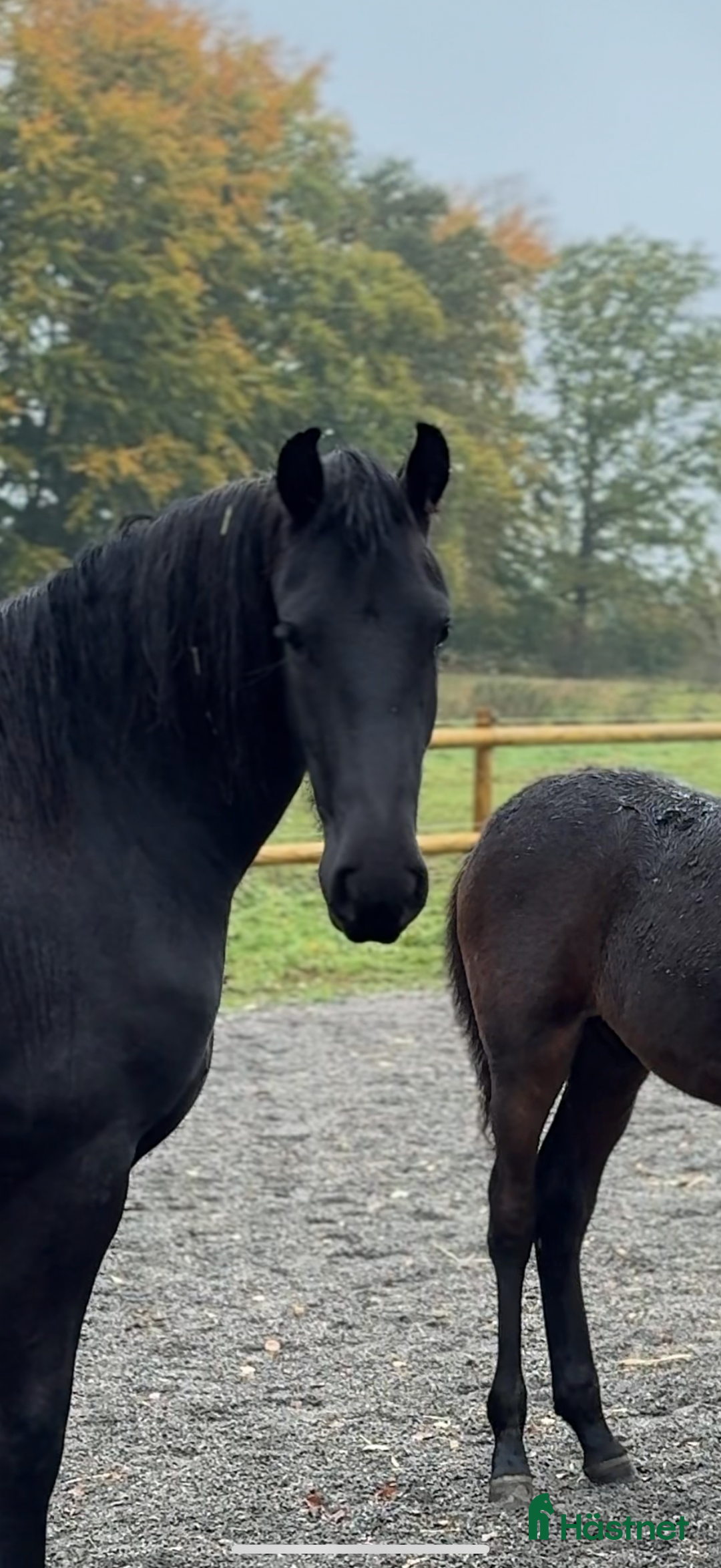 Allround hästar till salu: ADORABLE i Tyringe - Annons 1