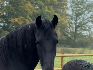 hästar ADORABLE i Tyringe - Annons 7