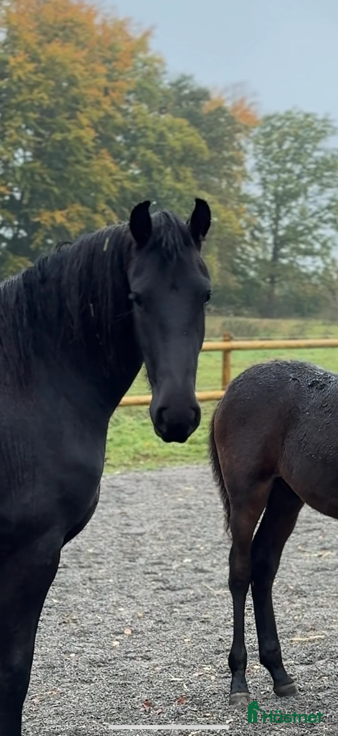 Allround hästar till salu: ADORABLE i Tyringe - Annons 1