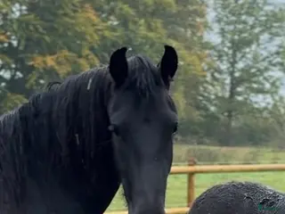 hästar ADORABLE i Tyringe - Annons 7