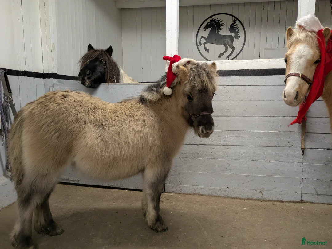 Allround hästar till salu: Härlig kille. i Edsbyn - Annons 6