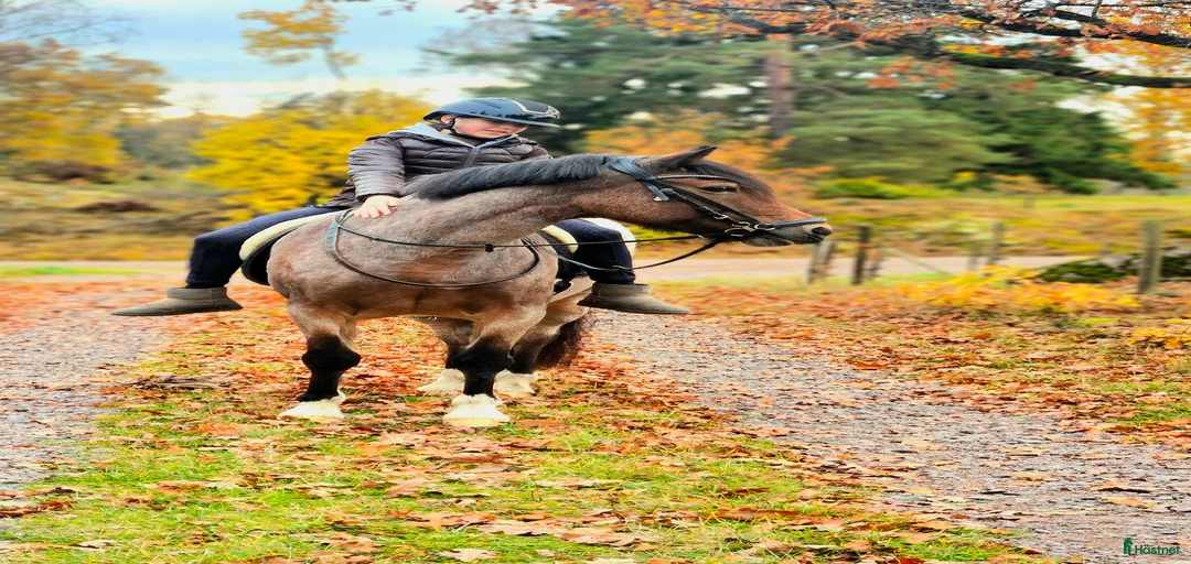 Galleribild {{count}}