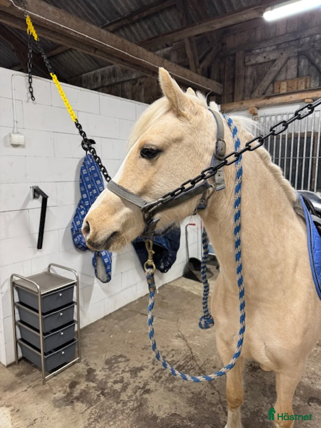 Allround hästar till salu: Toppstammat sec C sto i Laholm - Annons 2