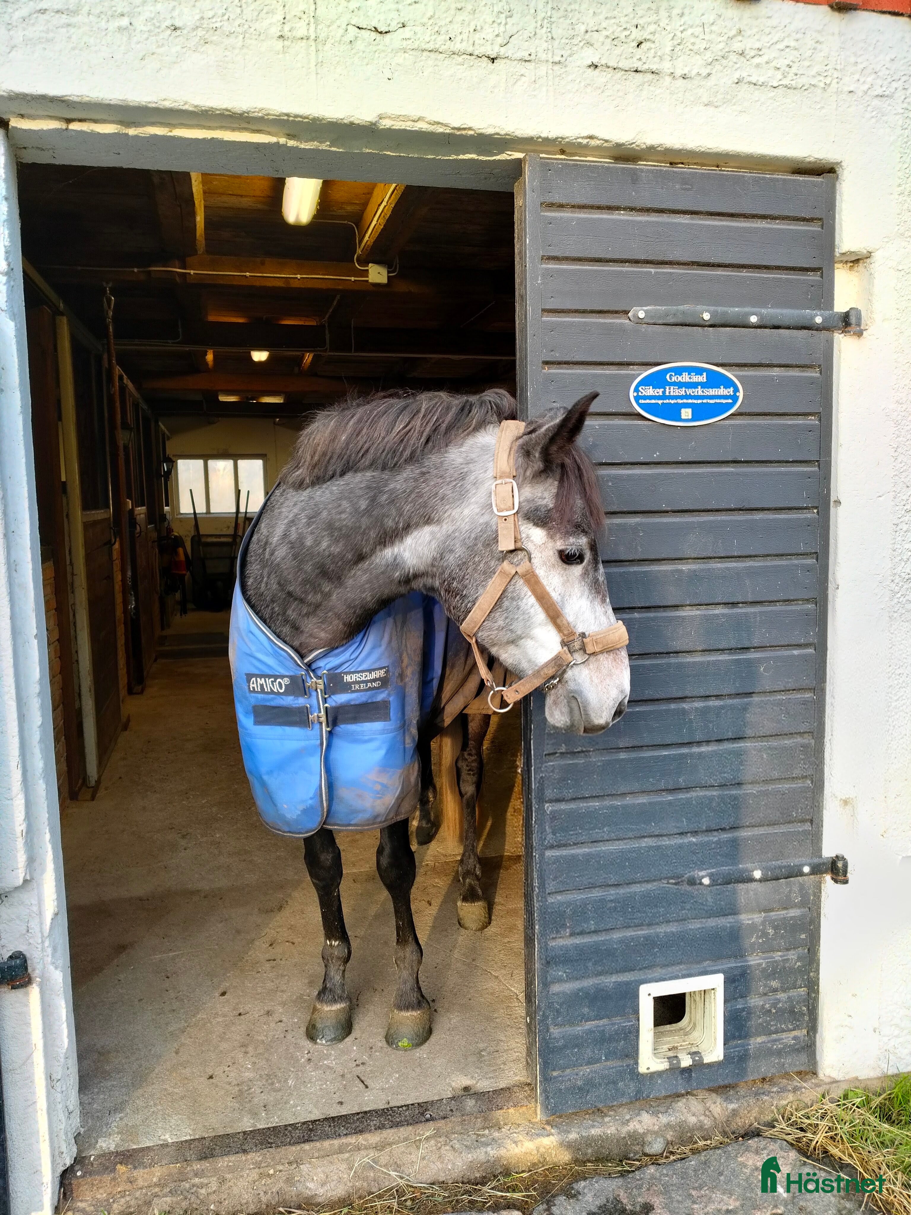  hästar D-ponny 5år *BVSA* i Veddige - Annons 12