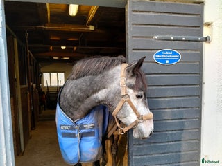 hästar D-ponny 5år säljes i Veddige - Annons 13