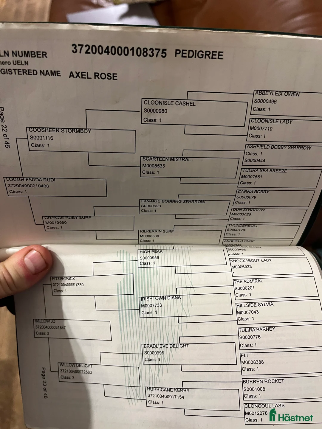 Allround hästar till salu: 6yo Connemara gelding  i Ljungby - Annons 5