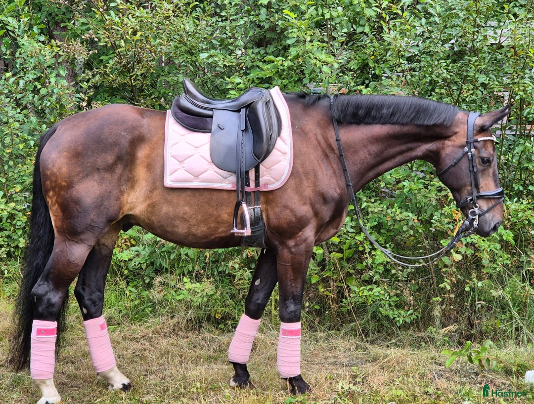 Allround hästar till salu: Superfin kwpn-valack! i Nusnäs - Annons 3