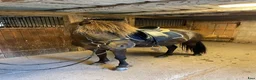Övrigt hästar till salu: Underbar Islandsvalack - Annons 1