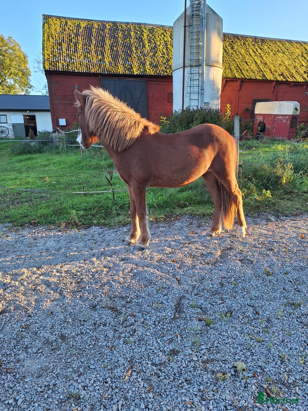 Island hästar till salu: Valack med utstrålning ✨️ i Bräkne-Hoby - Annons 3