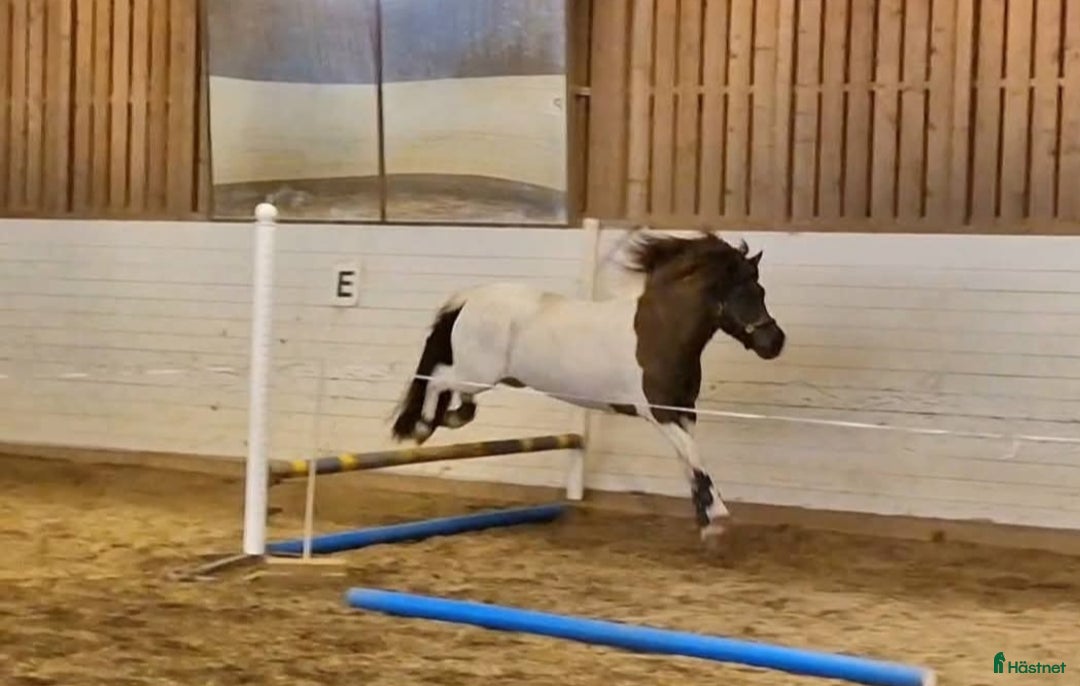 Övrigt hästar till salu: Islandssto i Åseda - Annons 9