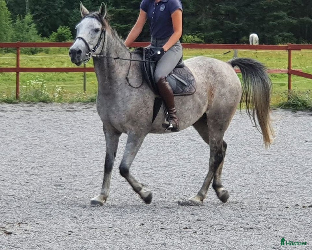  medryttarhäst finnes: C- och D-ponnier söker medryttare i Västerhaninge i Västerhaninge - Annons 1
