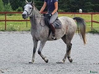 medryttarhäst finnes: C- och D-ponnier söker medryttare i Västerhaninge i Västerhaninge - Annons 1