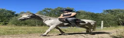 Allround hästar till salu: En riktig kompis 🦄 - Annons 1