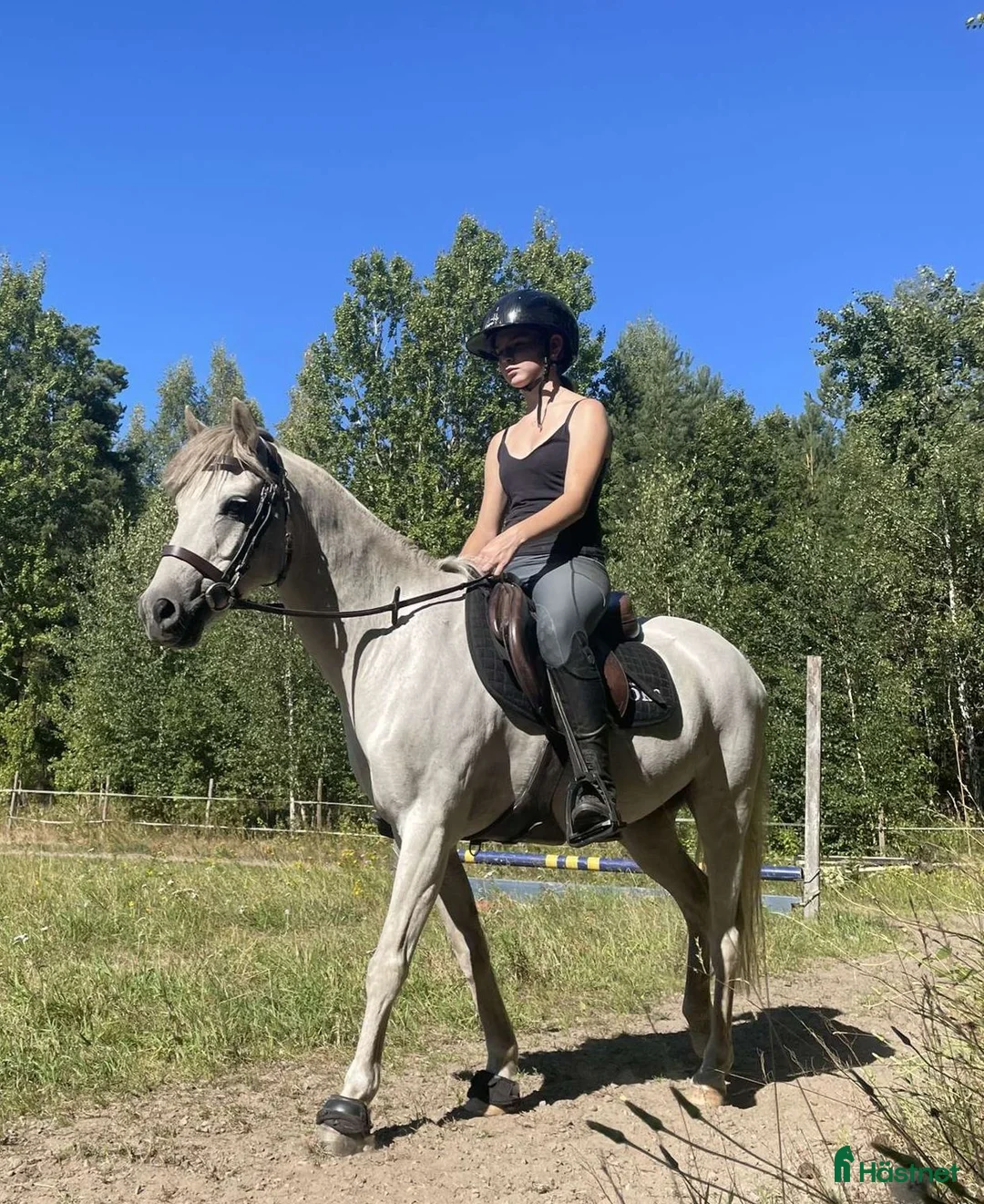 Allround hästar till salu: En riktig kompis 🦄 - Annons 1